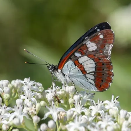 Trilago